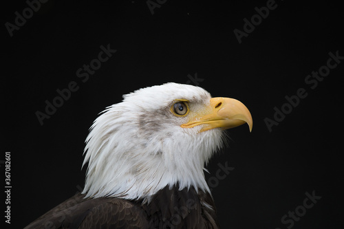 Bald Eagle on dark Background looking right