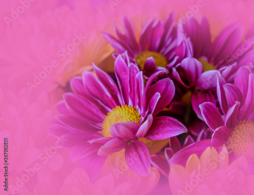 colorful chrysanthemum flowers with pink colored blur, filtered nature background