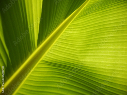 green leaf texture