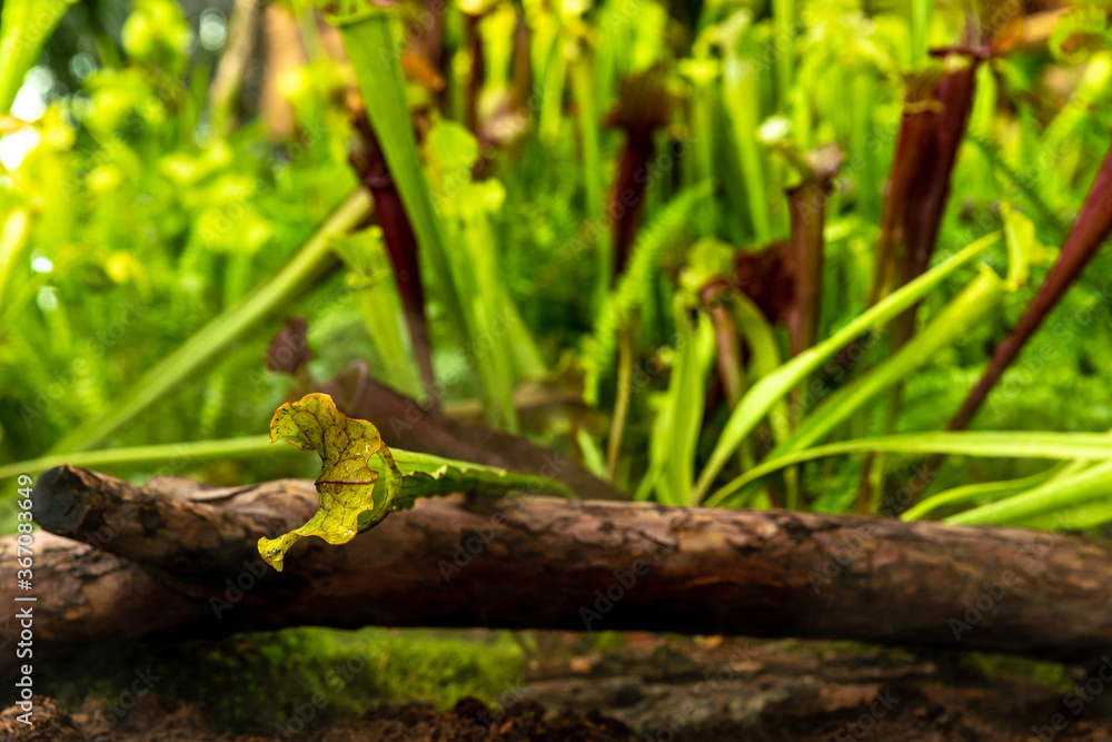carnivorous buttercup plants at morning fog in the jungle carnivorous buttercup plants at morning fog in the jungle