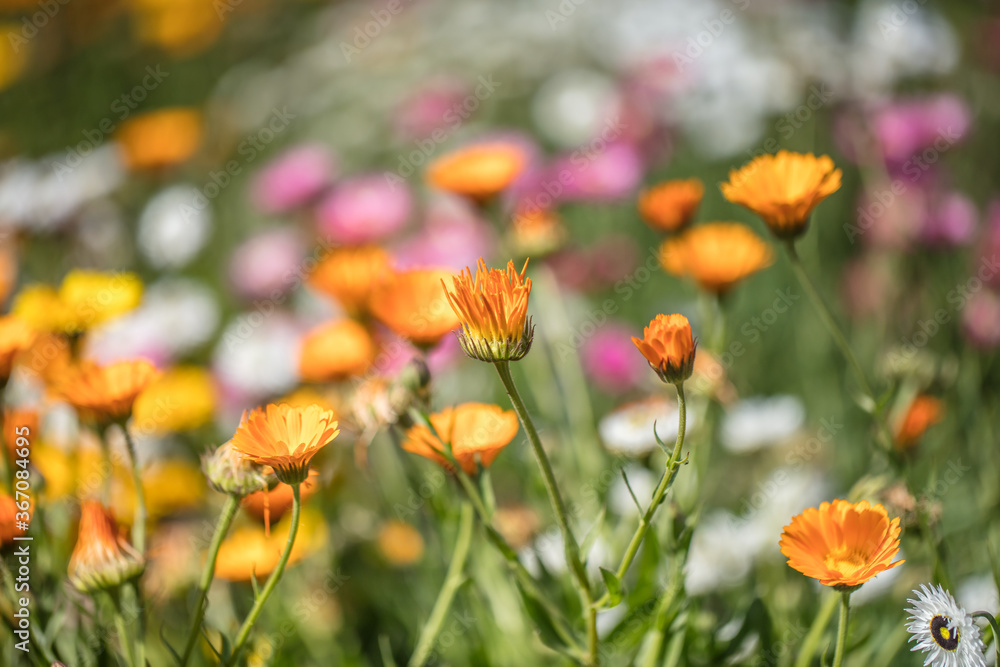 Obraz premium blumenmeer