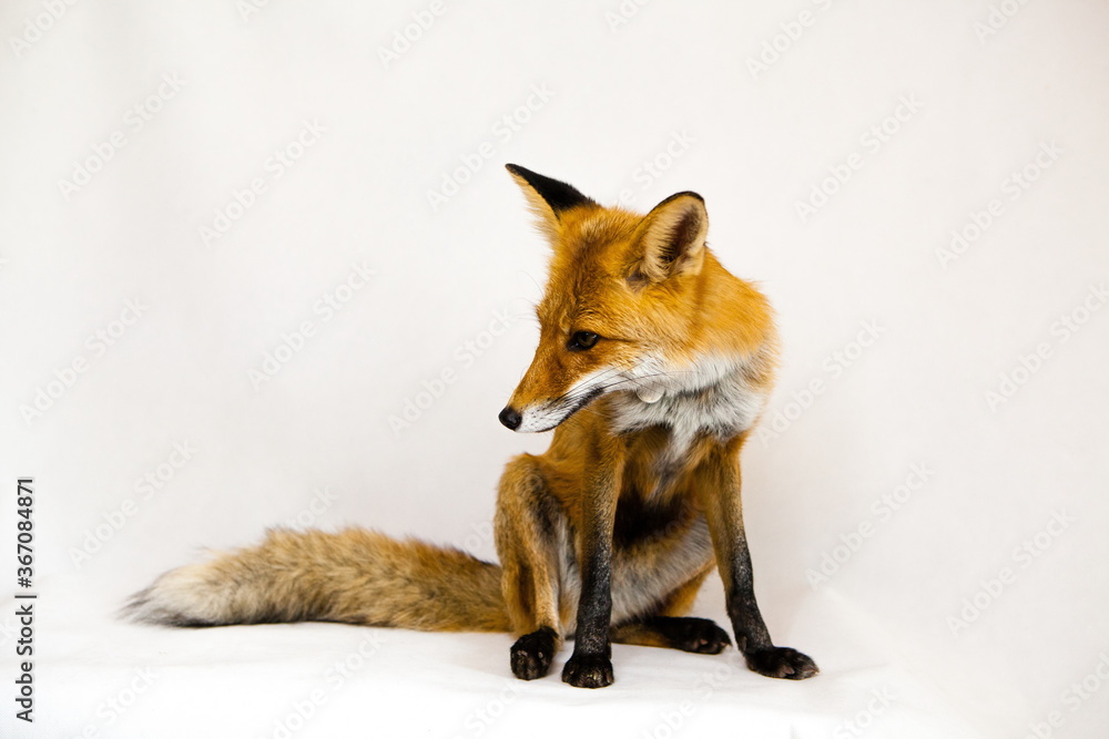 Red ginger fox sits on a white background Red ginger fox sits on a white background