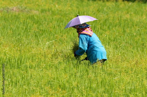 Cutting grass in the field with umbrella hat on