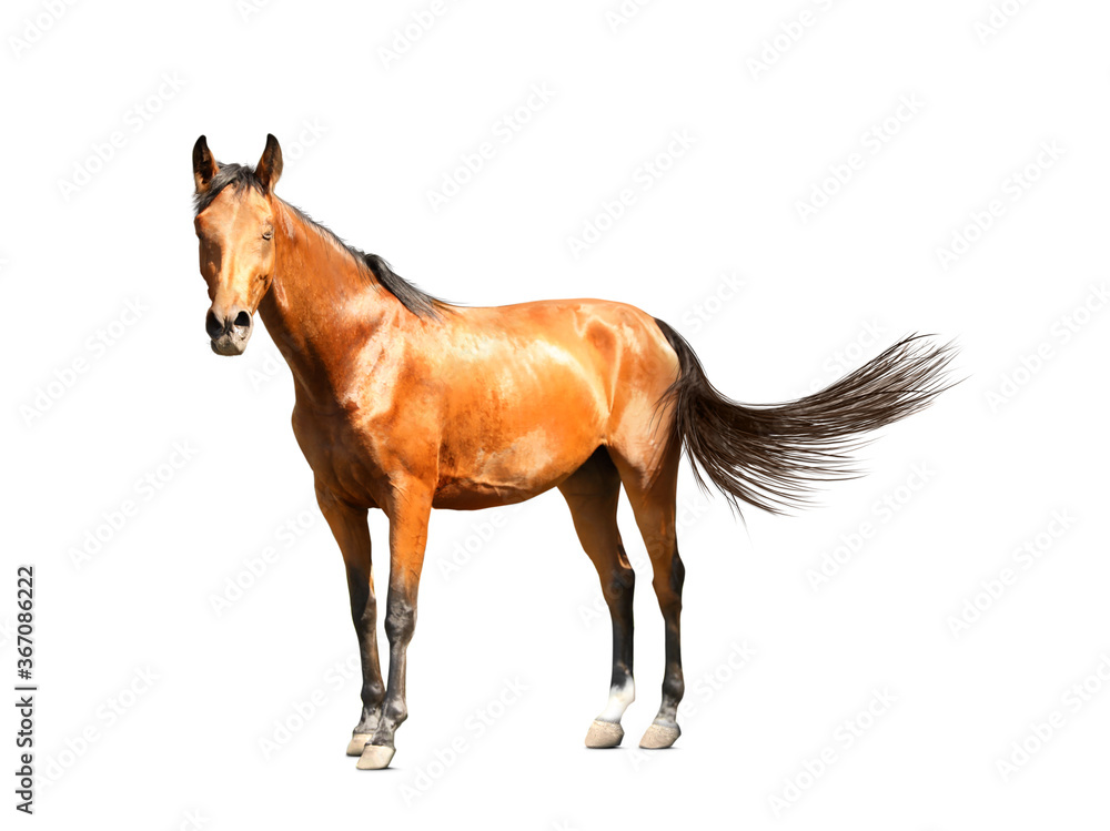 Obraz premium Bay horse walking on white background. Beautiful pet