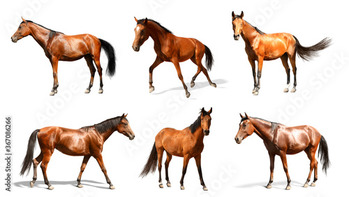 Collage with photos of horses on white background  banner design. Beautiful pet