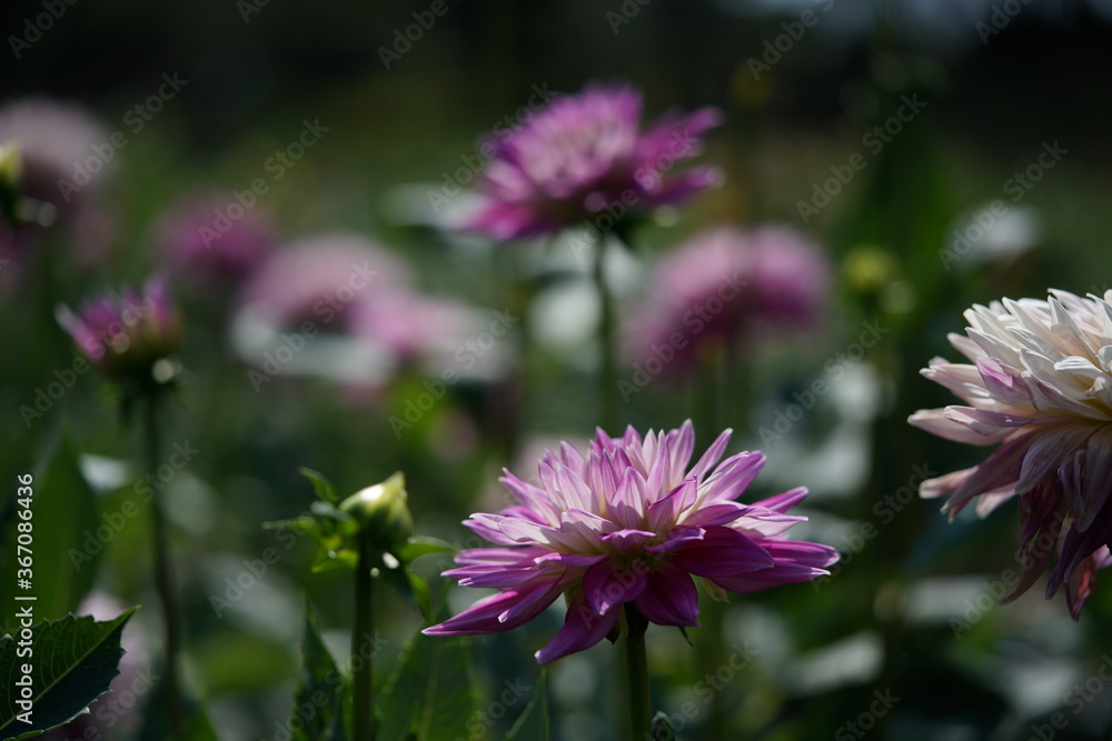 Obraz premium Light Purple Flower of Dahlia in Full Bloom 