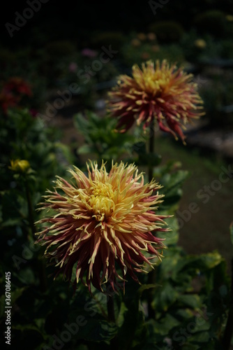 Streaked  Cream and Purple Flower of Dahlia in Full Bloom 