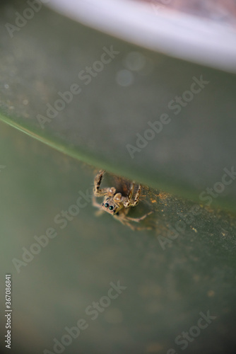Closeup of spider in a pot.