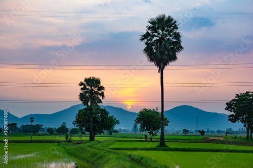 The evening landscape of rice fields with palm trees and mountains © BUNCHA