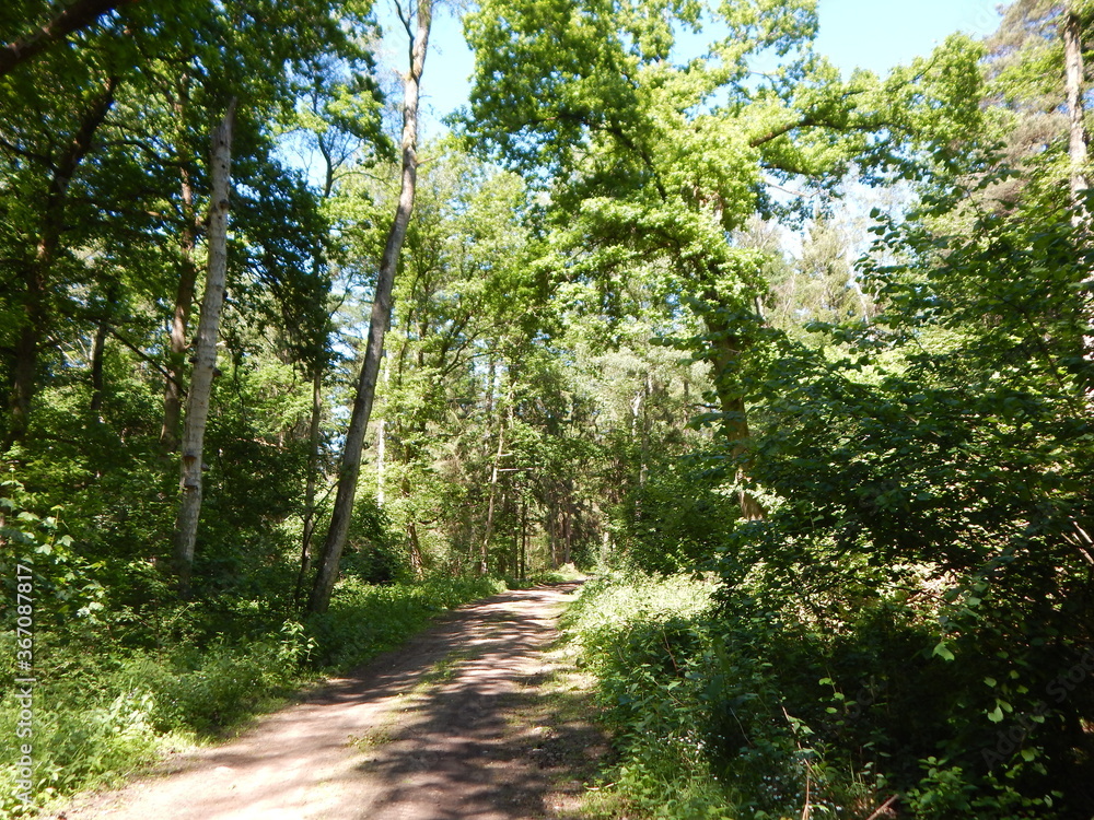 Obraz premium path in the forest