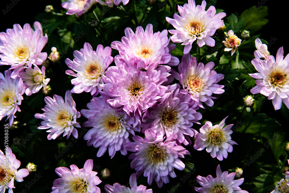 Obraz premium flowers in the garden