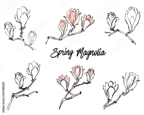 Black line and pink magnolia flowers and text set on white background. Vintage style on white background. Hand drawing watercolor pattern. Vector line art illustration