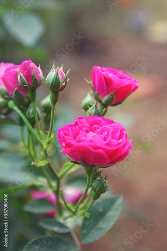 Wallpaper Mural Beautiful pink rose flower in the garden	
 Torontodigital.ca