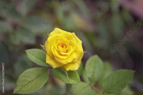 Beautiful yellow rose flower  in the garden