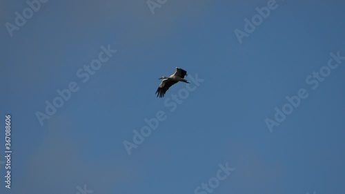 White stork (Ciconia ciconia) flying in the blue evening sky
