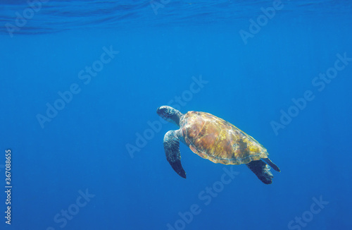 Green turtle in open sea water. Endangered sea animal underwater photo. Tropical island snorkeling and diving banner template. Summer vacation travel activity. Marine tortoise in natural environment