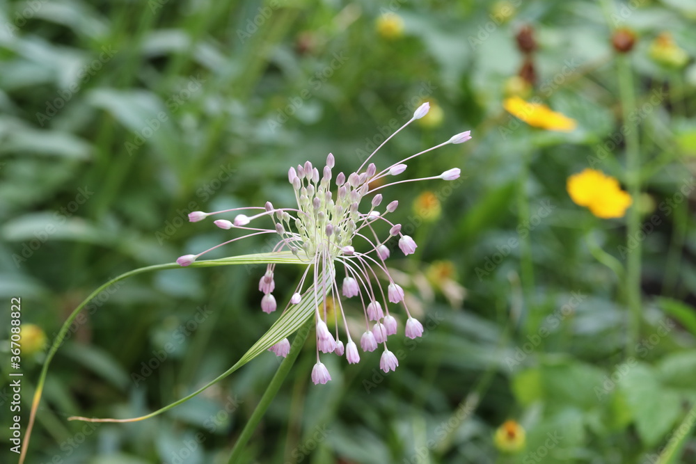 Delicate pink flower in a flower bed, nature, plant, green, dandelion, summer, grass, macro, garden, garden, natural, closeup Delicate pink flower in a flower bed, nature, plant, green, dandelion, summer, grass, macro, garden, garden, natural, closeup