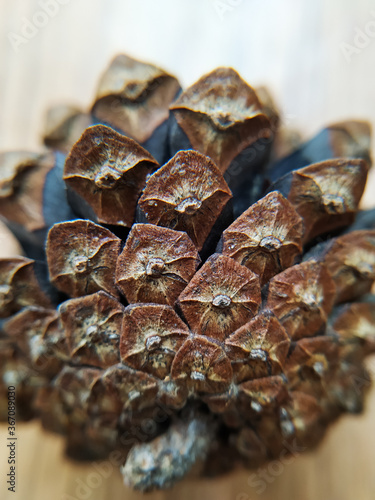 A closeup shot of the back of a pine cone. 