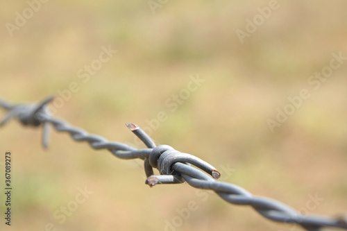 Steel barbed wire on agriculture field