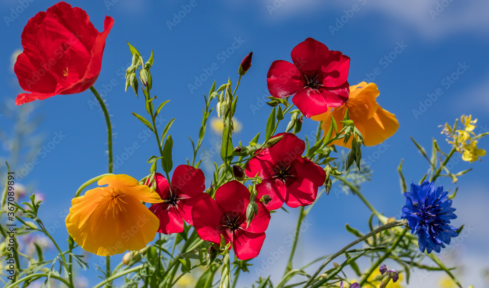 Obraz premium glückwünsche