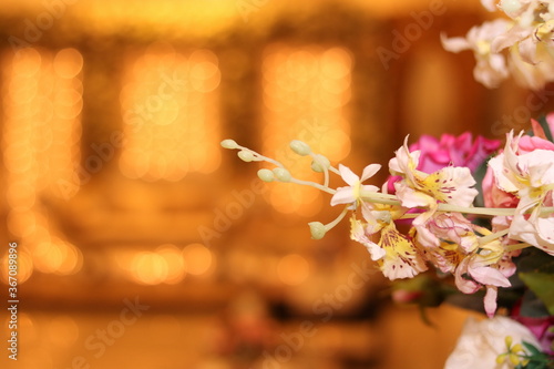 cherry blossom in spring