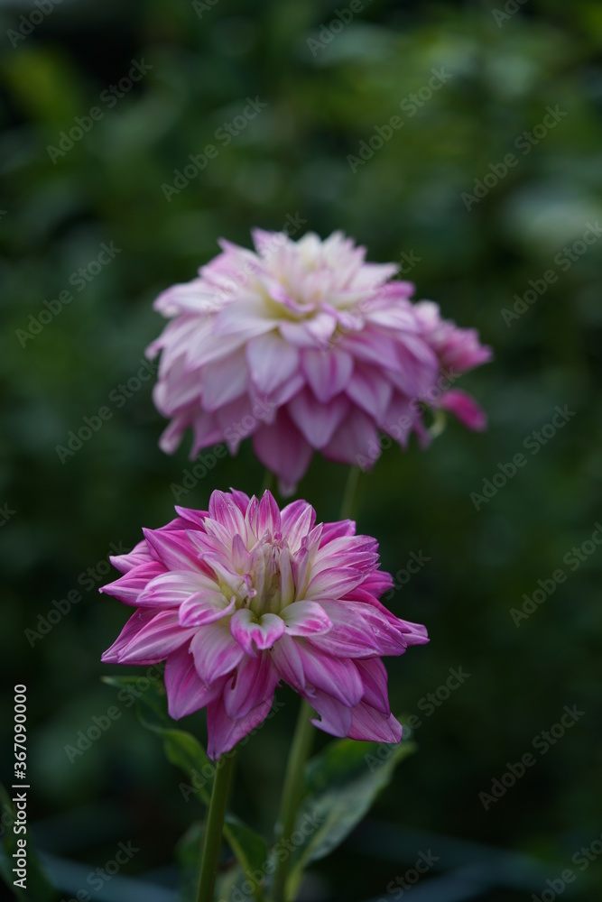 Light Pink Flower of Dahlia in Full Bloom
Light Pink Flower of Dahlia in Full Bloom