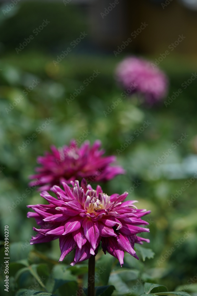 Obraz premium Light Purple Flower of Dahlia in Full Bloom 