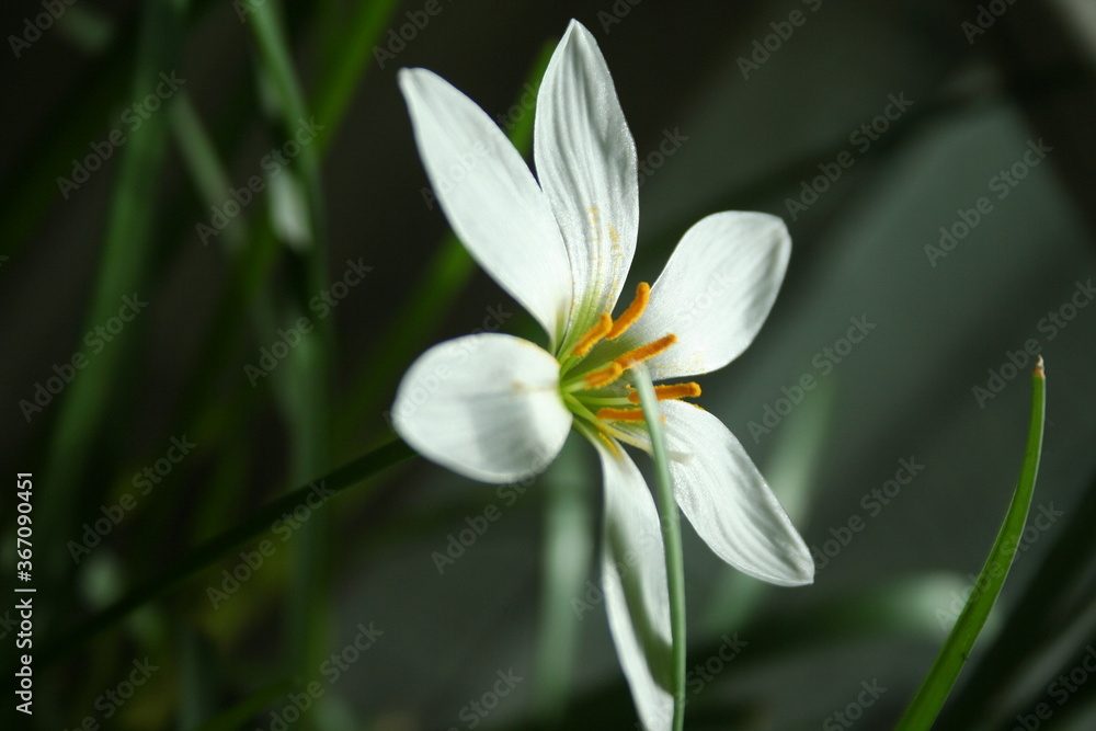 white white