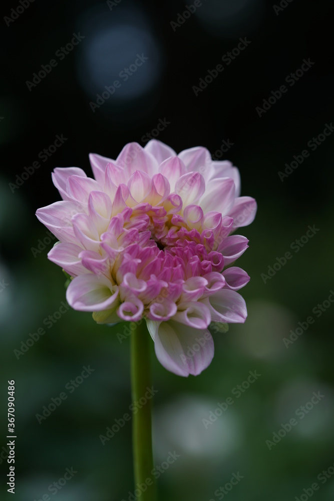 Faint Pink Flower of Dahlia in Full Bloom
Faint Pink Flower of Dahlia in Full Bloom