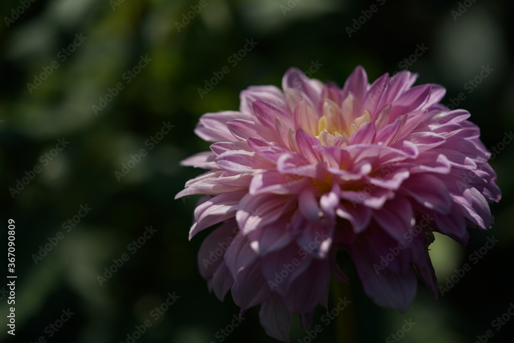 Faint Pink Flower of Dahlia in Full Bloom
Faint Pink Flower of Dahlia in Full Bloom