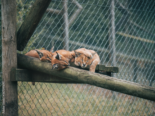 Canvas Print Wild Cats