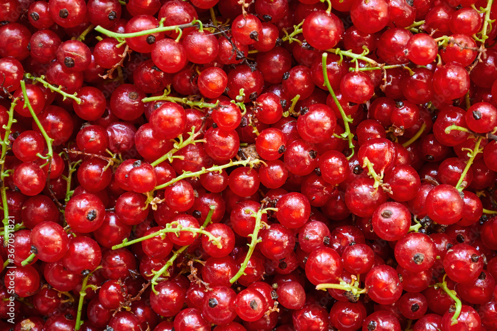 Ripe and fresh red currants, sour fruit. Texture and pattern background. Ripe and fresh red currants, sour fruit. Texture and pattern background.