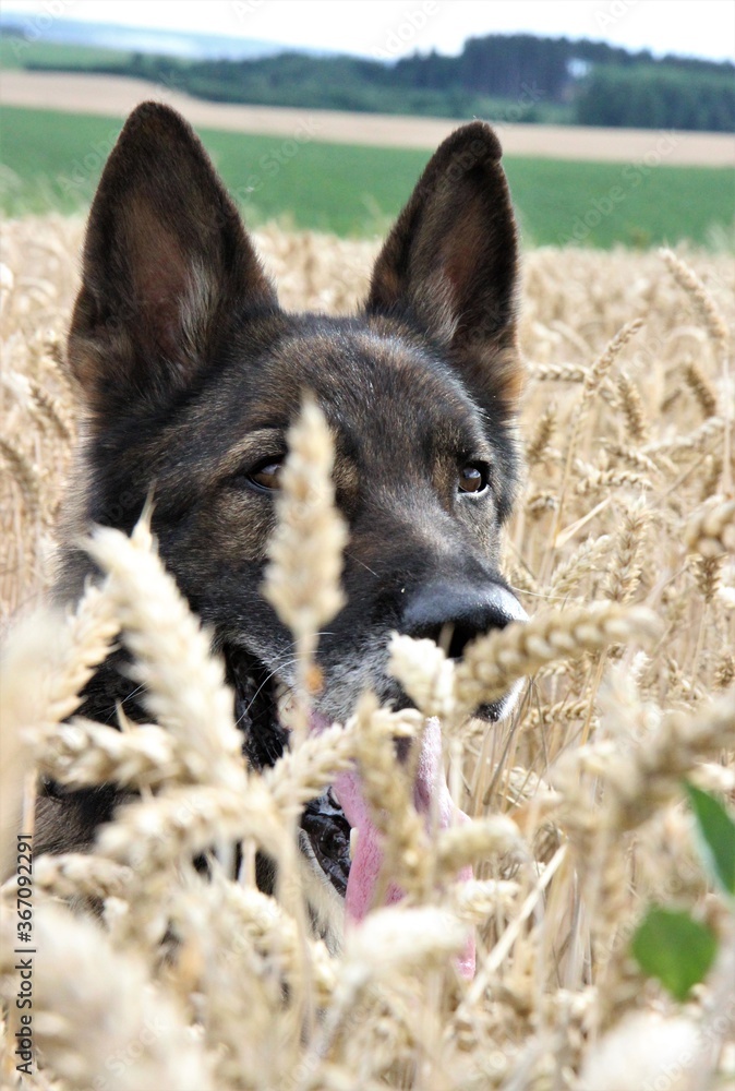 Deutscher Schäferhund Portrait sitzt im Weizenfeld Hund Ernte Hundefutter mit oder ohne Weizen