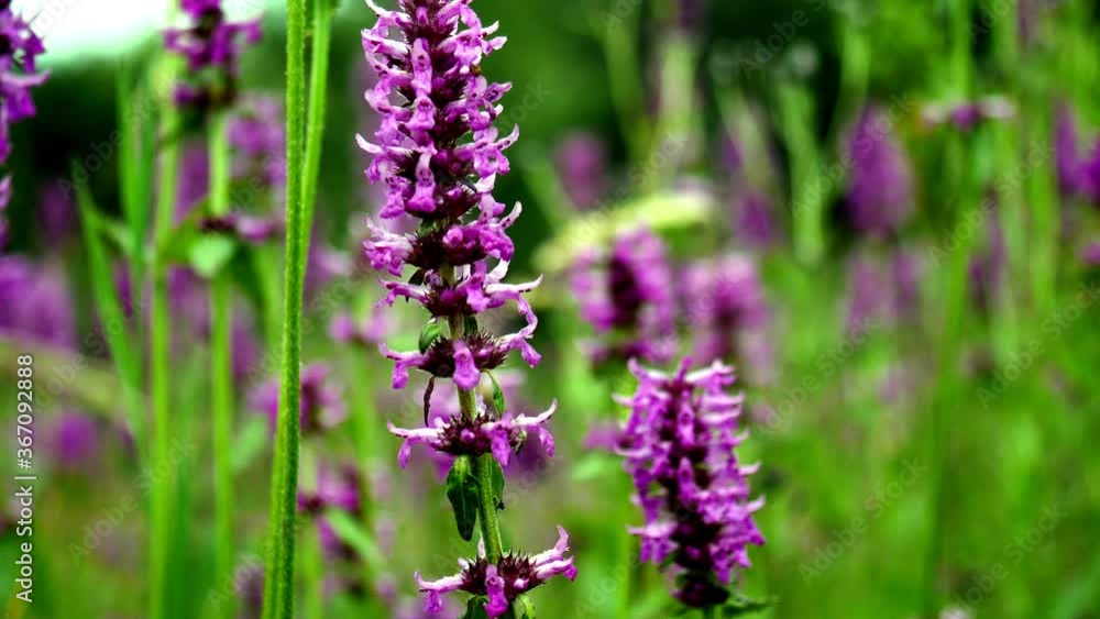 Kwitnąca Krwawnica pospolita (Lythrum salicaria L.) jest często odwiedzana przez różne owady Kwitnąca Krwawnica pospolita (Lythrum salicaria L.) jest często odwiedzana przez różne owady