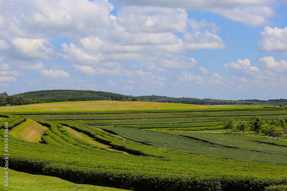Background tea plantations, mountains and beautiful skies Background tea plantations, mountains and beautiful skies