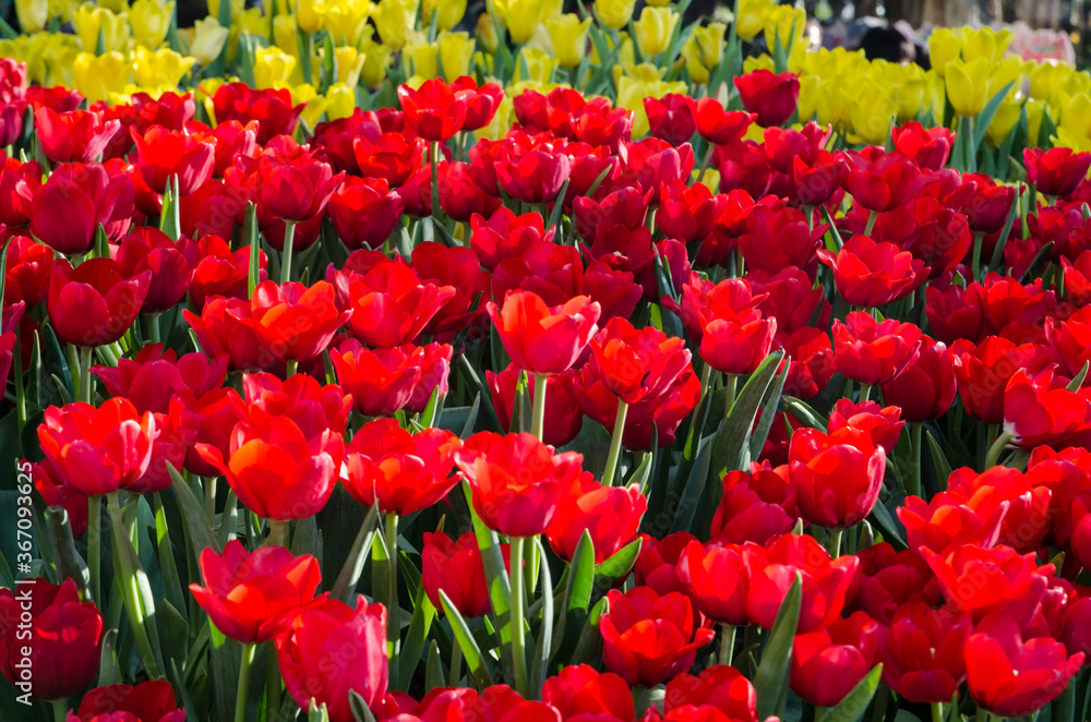 beautiful red tulip flower background beautiful red tulip flower background