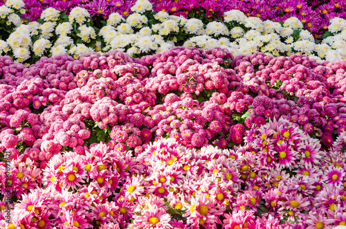 Beautiful flowers background