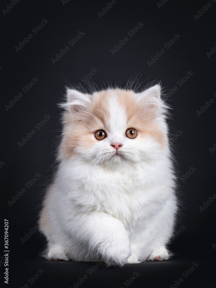Fluffy white with creme British Longhair kitten, sitting facing front. Looking towards camera with orange eyes. Isolated on black background. Paw playful lifted in air. Fluffy white with creme British Longhair kitten, sitting facing front. Looking towards camera with orange eyes. Isolated on black background. Paw playful lifted in air.