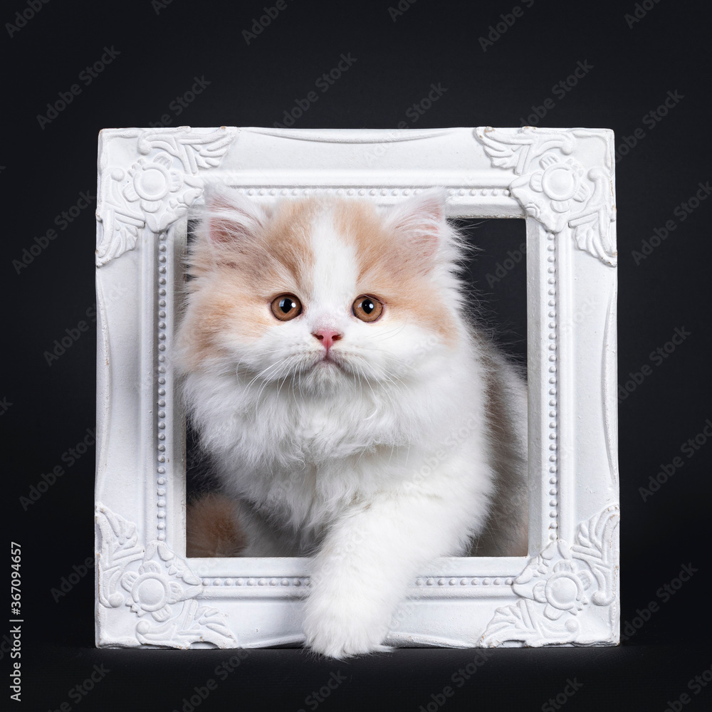Obraz Fluffy white with creme British Longhair kitten, standing through white photo frame. Looking towards camera with orange eyes. Isolated on black background.