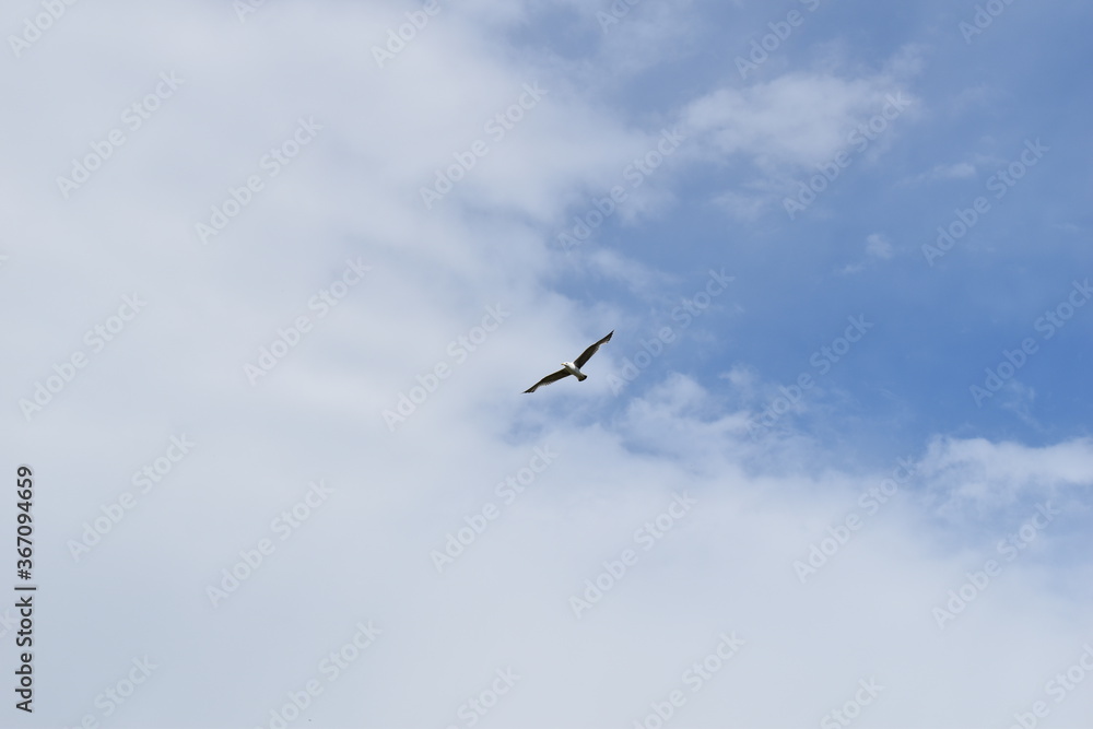 birds in flight