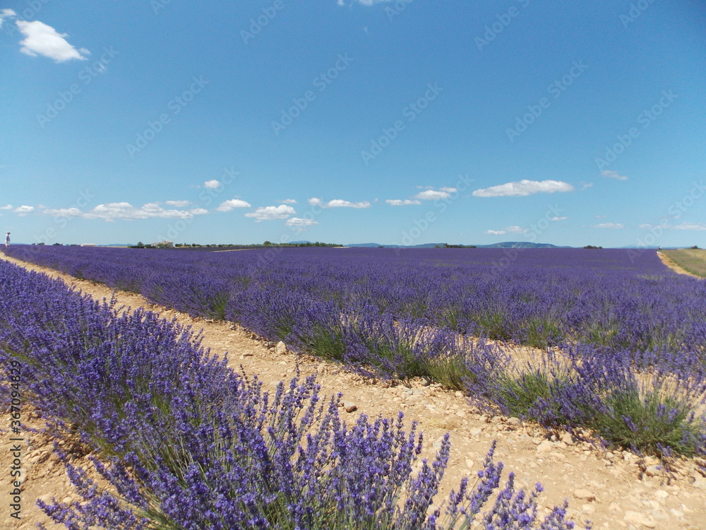 Naklejka premium lavande