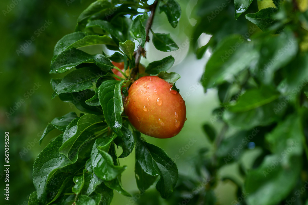 Fresh ripe plum with drops of rain on the tree branch