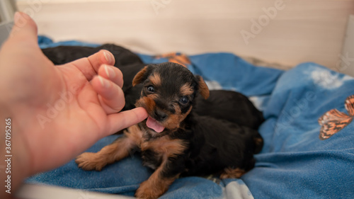  Portrait of a cute little Yorkshire terrier puppy, black and tan, chewing on a woman's finger
