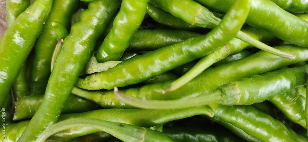 Fresh green chili peppers in india Hari Mirch Fresh green chili peppers in india Hari Mirch