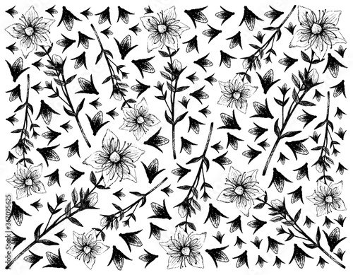 Herbal Flower and Plant, Hand Drawn Background of Hypericum Perforatum or St. John's Wort Plant Use in Herbalism and Traditional Medicine.
