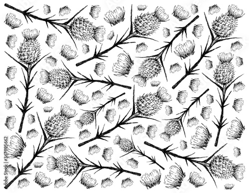 Herbal Flower and Plant, Hand Drawn Background of Silybum Marianum, Cardus Marianus or Milk Thistle Plant, Used to Treat Alcoholic Liver Disease and Gallbladder Problems. 

