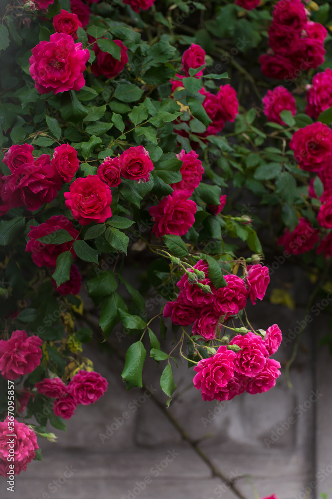 Beautiful roses bush in the summer garden. Moody floral background with fresh red roses against green foliage.