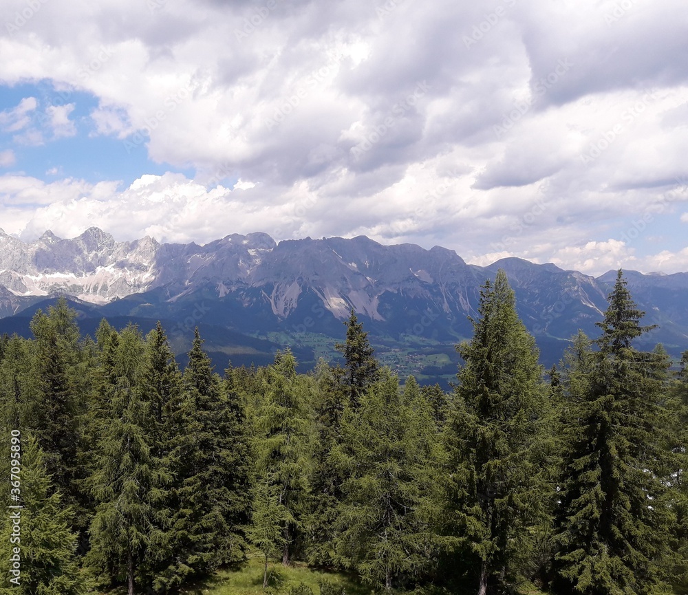 Evergreen forest with mountains and cloudy sky in the background 