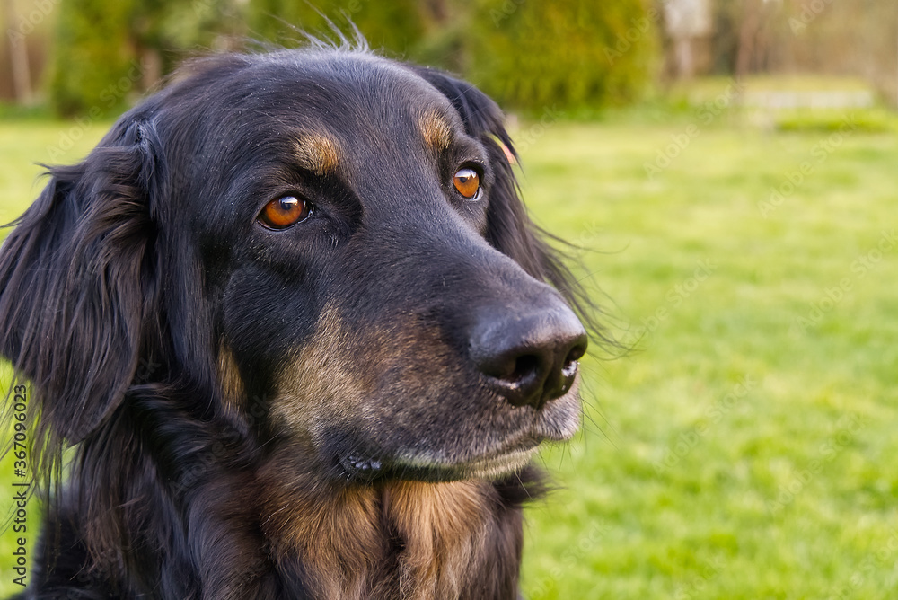 Portrait of a happy black and orange hovawart dog. hovawart female closeup. black dog portrait for calendar, poster, print cover. selective focus Portrait of a happy black and orange hovawart dog. hovawart female closeup. black dog portrait for calendar, poster, print cover. selective focus