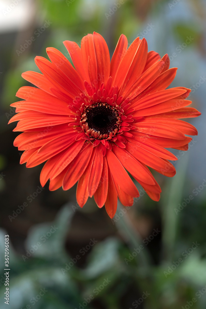 orange gerber daisy orange gerber daisy